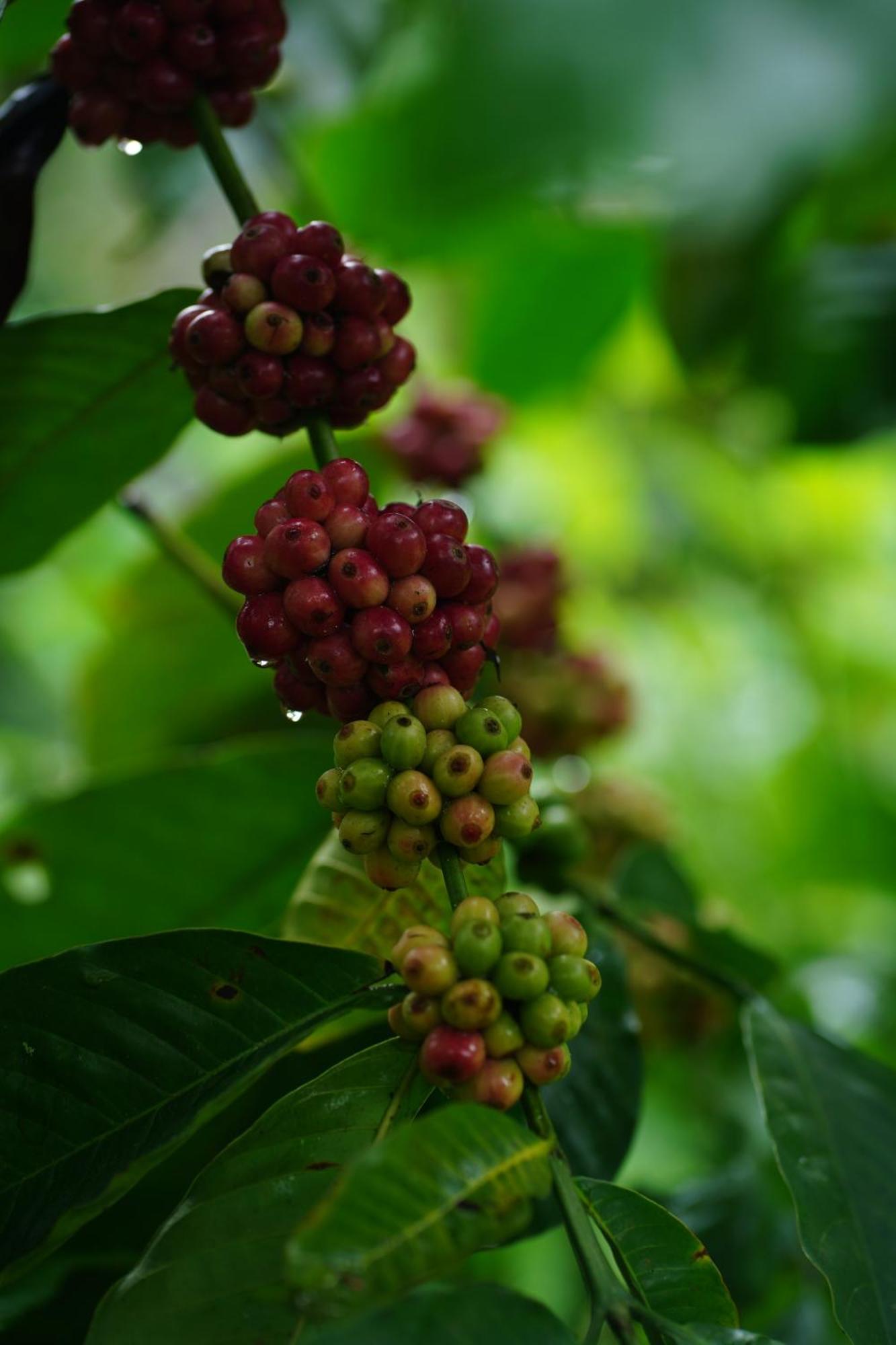 Rivulet Resort Munnar Bagian luar foto
